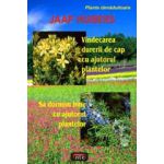 Vindecarea durerii de cap cu ajutorul plantelor • Sa dormim bine cu ajutorul plantelor